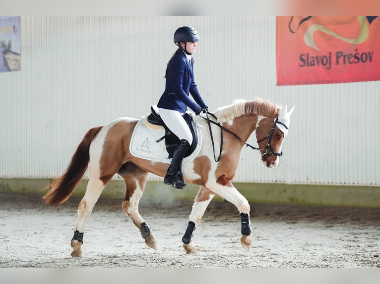 Other Warmbloods Mare 5 years 14 hh Tobiano-all-colors in Michalovce