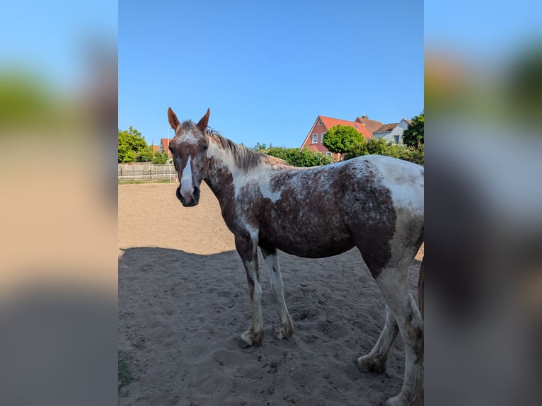 Other Warmbloods Mix Mare 5 years 14,2 hh in Wiesentheid