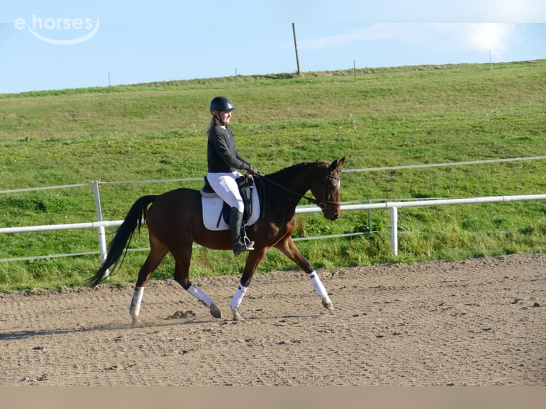 Other Warmbloods Mare 5 years 15.1 hh Brown in Ganschow