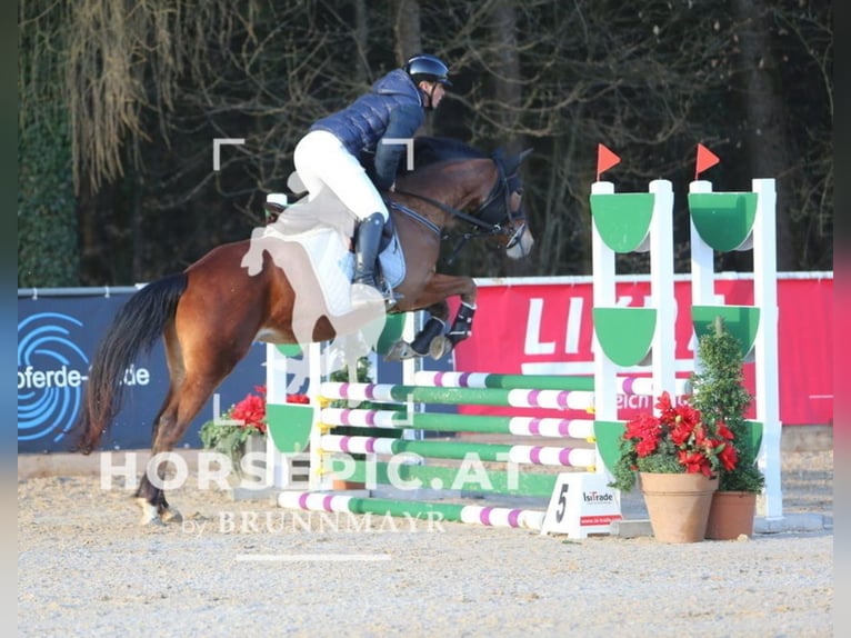 Other Warmbloods Mare 5 years 15.1 hh Brown-Light in Uttendorf