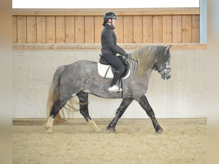 Other Warmbloods Mare 5 years 15,1 hh Gray in Wellheim