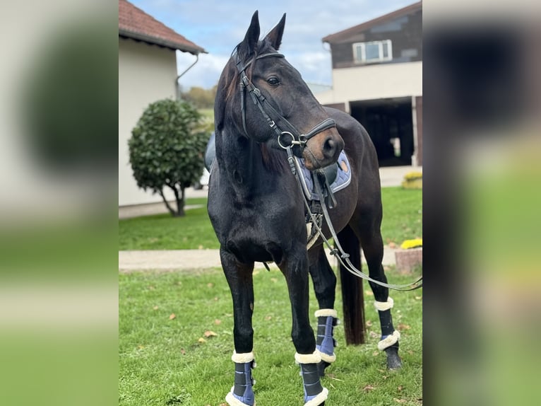 Other Warmbloods Mare 5 years 15.2 hh Black in Saarbrücken