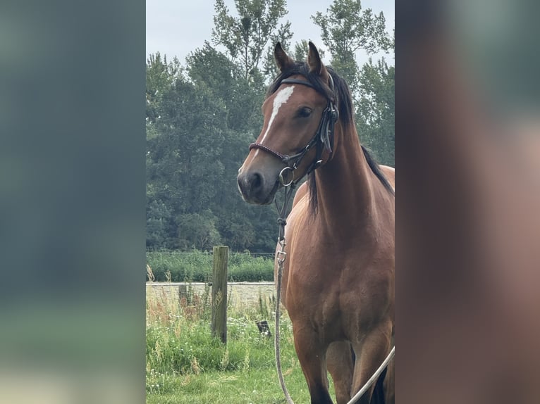 Other Warmbloods Mare 5 years 15.2 hh Brown in Rehfelde Werder