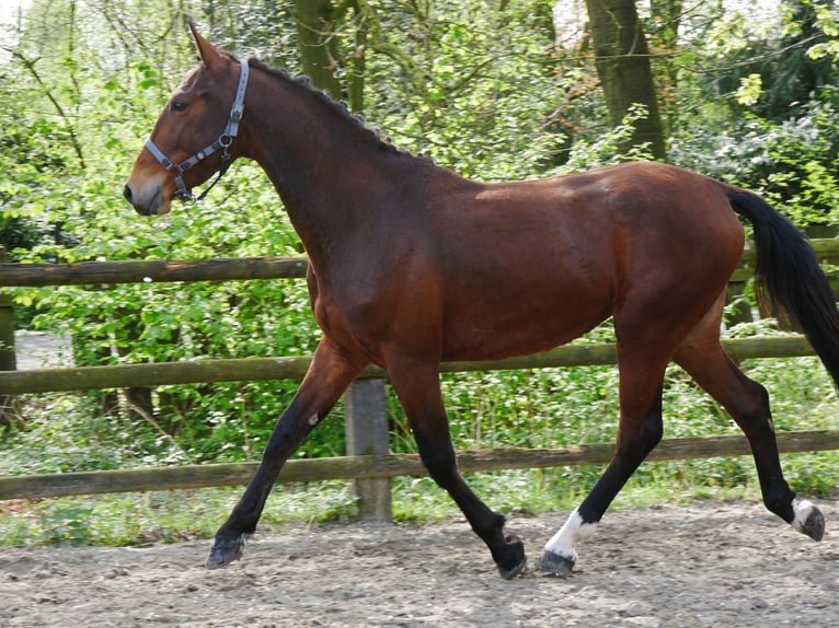 Other Warmbloods Mare 5 years 15,2 hh in Dorsten