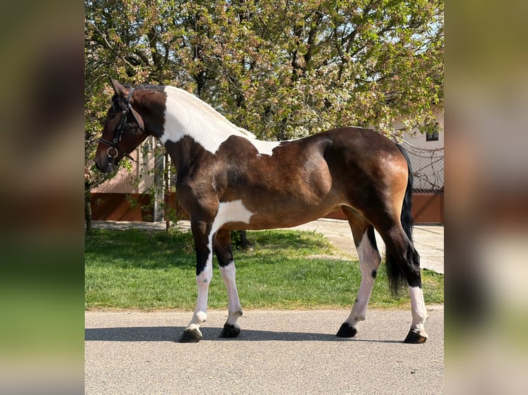 Other Warmbloods Mare 5 years 15.2 hh Pinto in Mezőhegyes