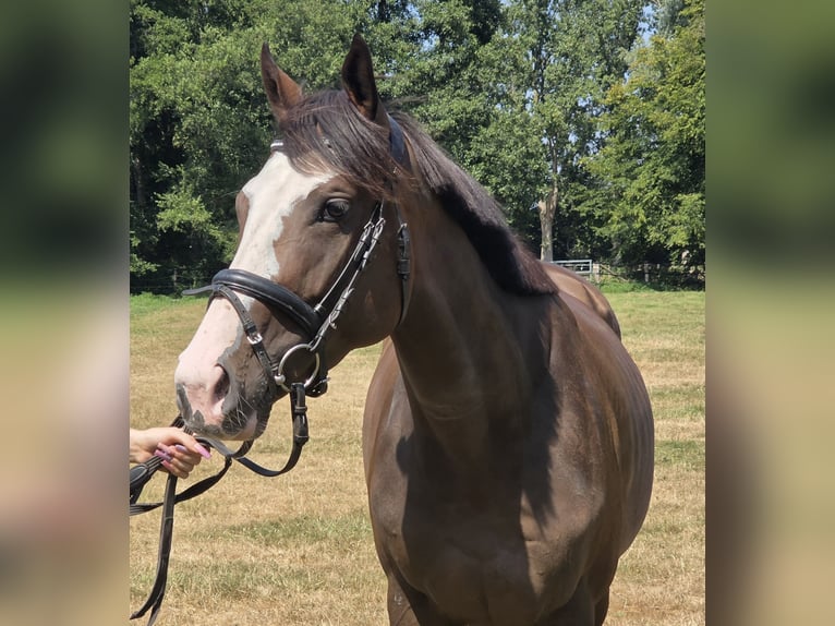 Other Warmbloods Mare 5 years 15.2 hh Smoky-Black in Wachtendonk