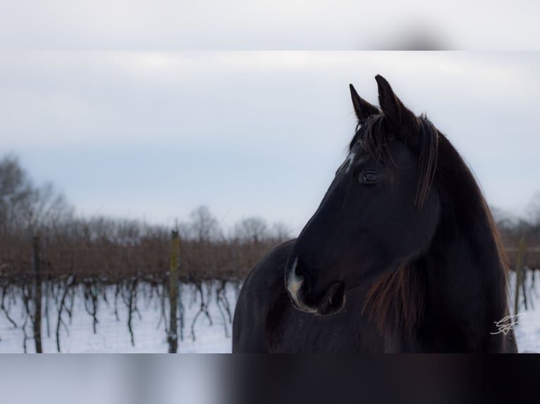 Other Warmbloods Mix Mare 5 years 15.2 hh Smoky-Black in Helvécia