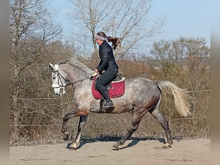 Other Warmbloods Mare 5 years 15.2 hh White in Dietrichingen