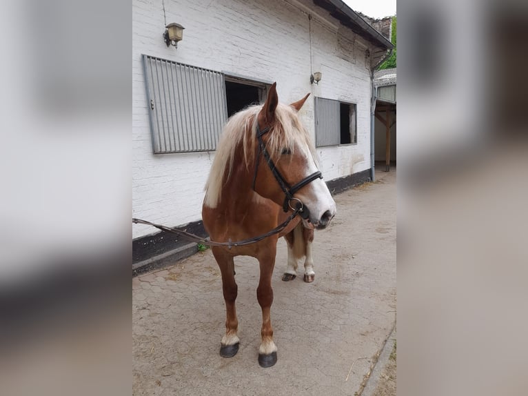 Other Warmbloods Mix Mare 5 years 15,3 hh Chestnut-Red in Braunschweig