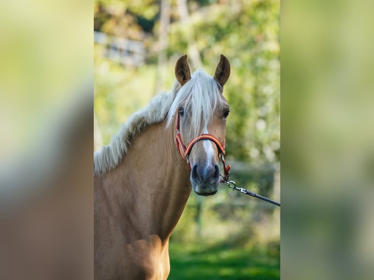 Other Warmbloods Mare 5 years 15 hh Palomino in Euskirchen