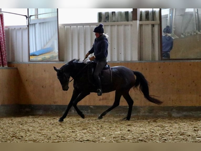 Other Warmbloods Mare 5 years 15,1 hh Bay-Dark in Üxheim