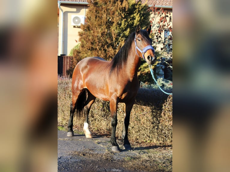 Other Warmbloods Mare 5 years 15,2 hh Brown in Békés