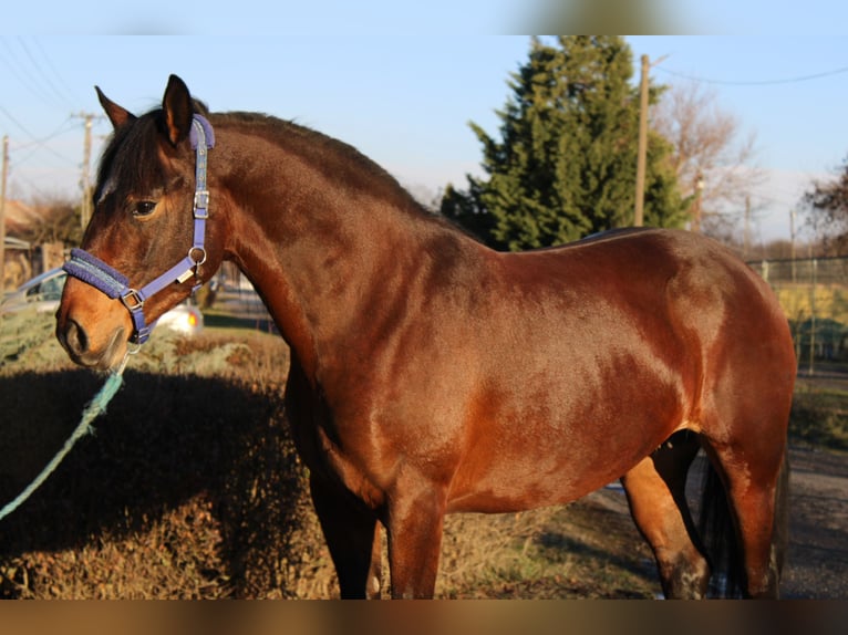 Other Warmbloods Mare 5 years 15,2 hh Brown in Békés