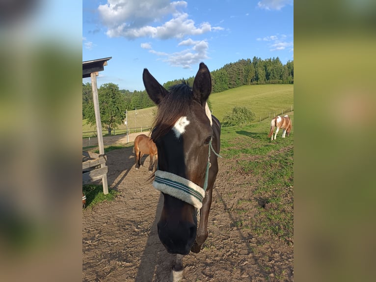 Other Warmbloods Mare 5 years 15,2 hh Smoky-Black in Tragwein