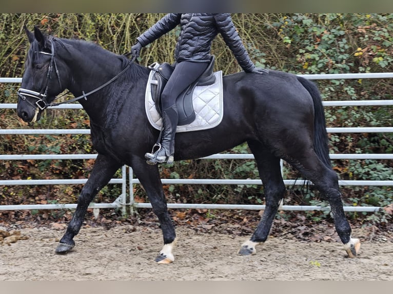 Other Warmbloods Mare 5 years 15,3 hh Black in Hünstetten