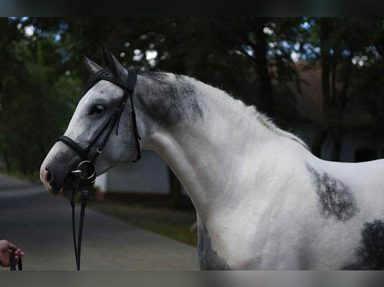 Other Warmbloods Mare 5 years 15,3 hh Pinto in B&#xE9;k&#xE9;scsaba