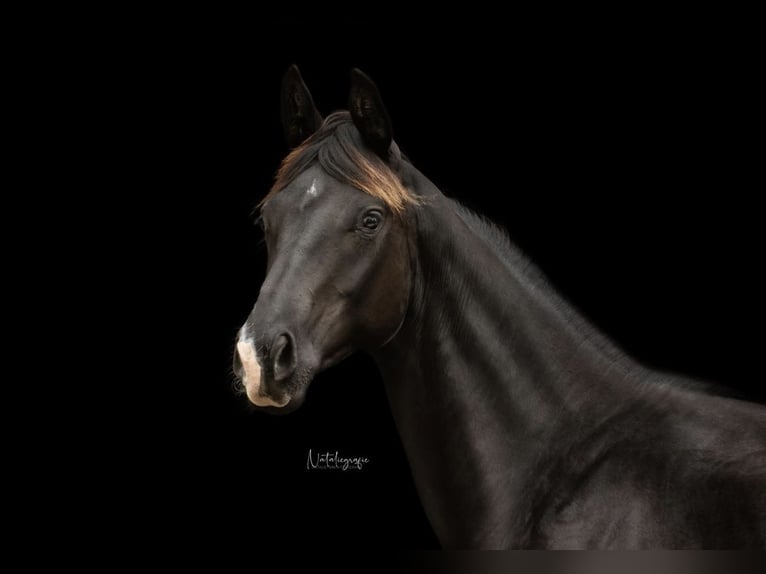 Other Warmbloods Mare 5 years 16,1 hh Black in Syke