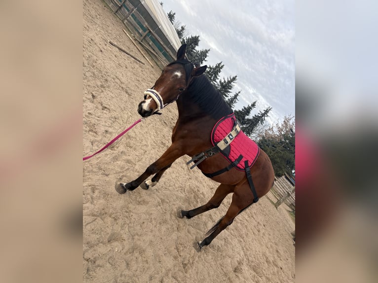 Other Warmbloods Mix Mare 5 years 16.1 hh Brown in Berlin