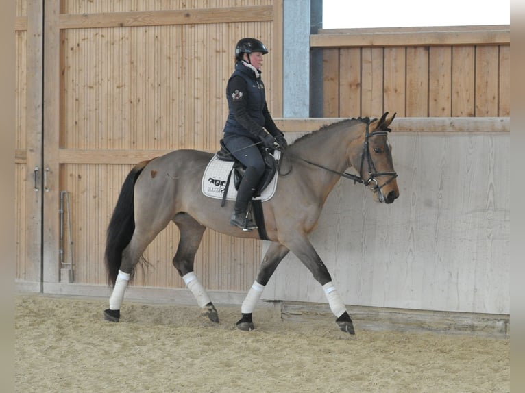 Other Warmbloods Mare 5 years 16.1 hh Brown in Wellheim