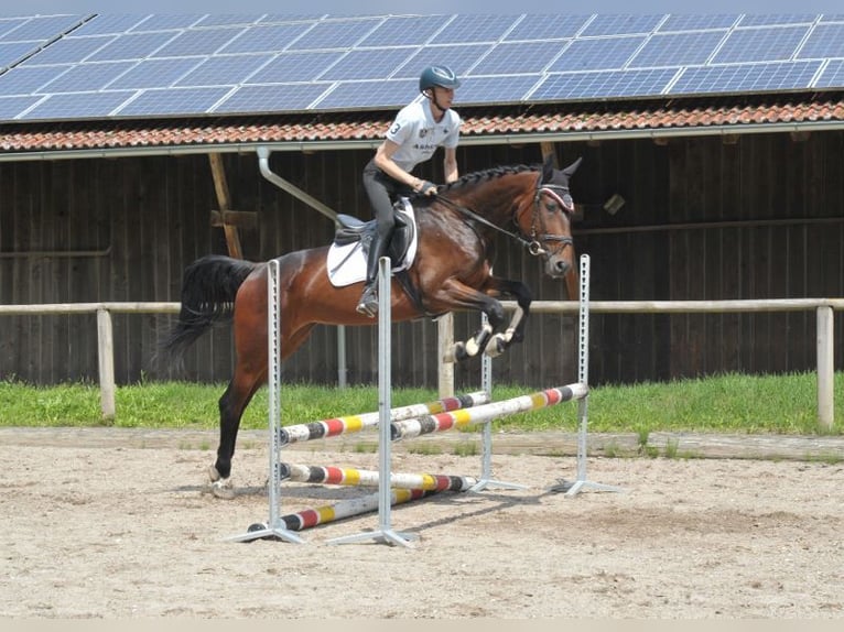 Other Warmbloods Mare 5 years 16,1 hh Brown in Wellheim