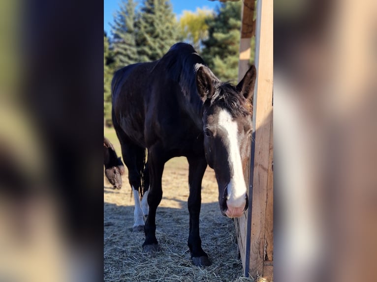 Other Warmbloods Mare 5 years 16.2 hh Black in Lutherstadt Wittenberg