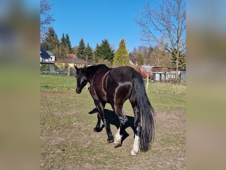 Other Warmbloods Mare 5 years 16.2 hh Black in Lutherstadt Wittenberg