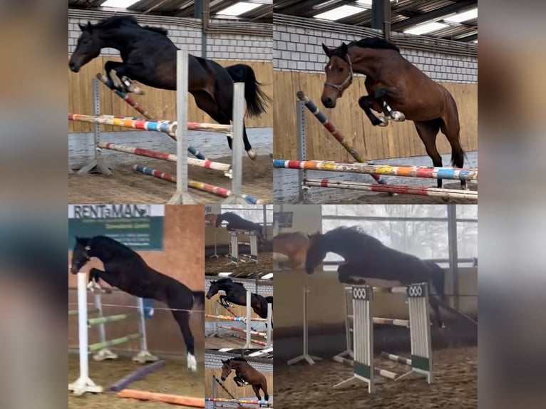 Other Warmbloods Mare 5 years 16,2 hh Black in Köln