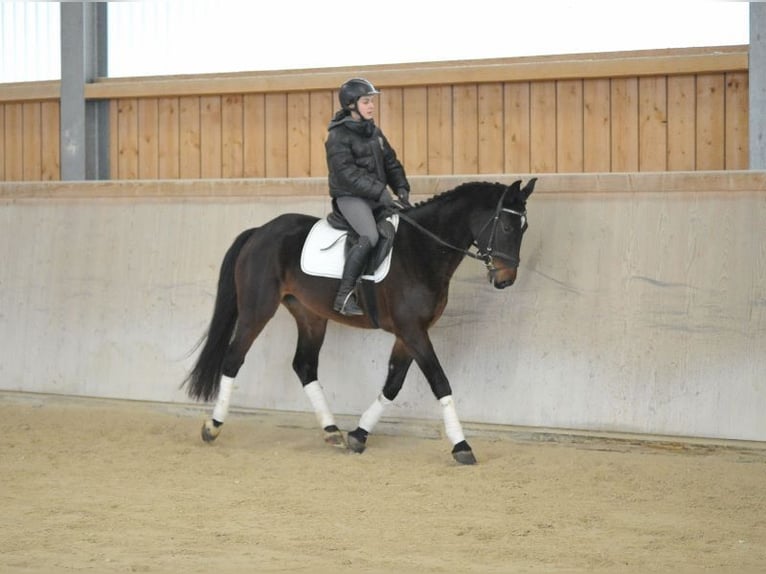 Other Warmbloods Mare 5 years 16 hh Bay-Dark in Wellheim