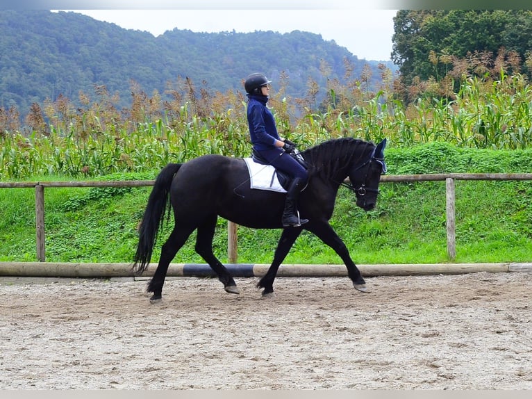 Other Warmbloods Mare 5 years 16 hh Black in Wellheim