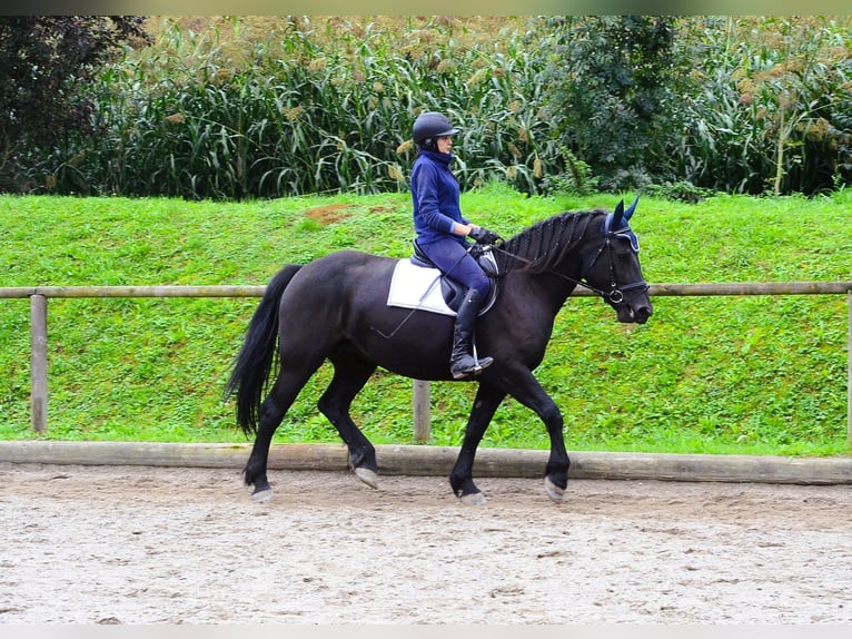 Other Warmbloods Mare 5 years 16 hh Black in Wellheim