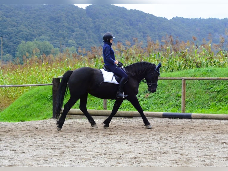 Other Warmbloods Mare 5 years 16 hh Black in Wellheim