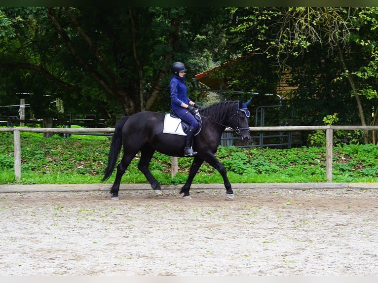 Other Warmbloods Mare 5 years 16 hh Black in Wellheim