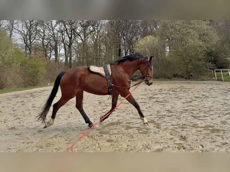 Other Warmbloods Mare 5 years 16 hh Brown in Dinslaken