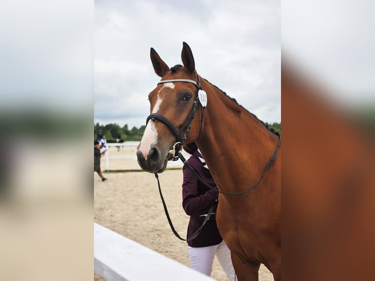 Other Warmbloods Mare 5 years 16 hh Brown in Grzmiąca