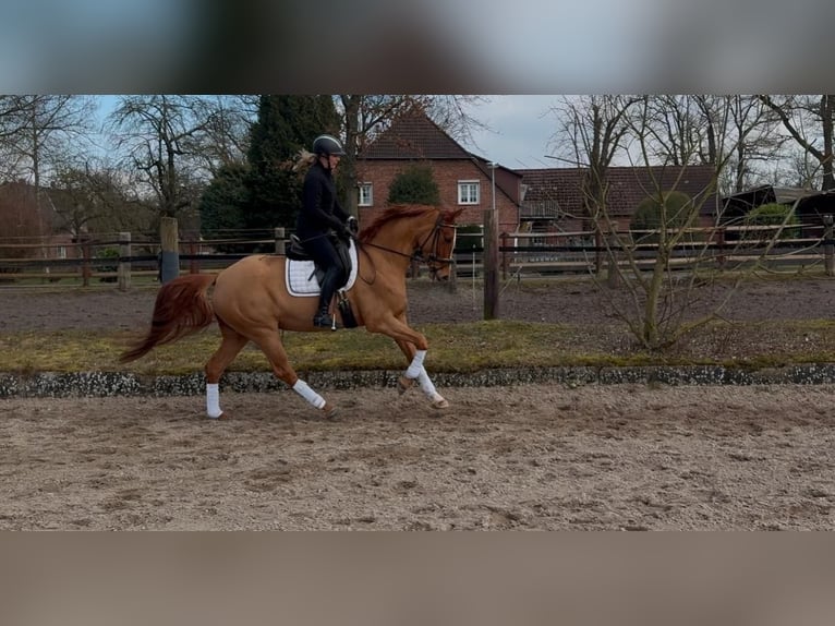 Other Warmbloods Mare 5 years 16 hh Chestnut-Red in Uetze