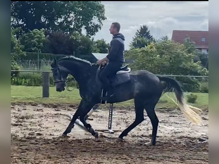 Other Warmbloods Mare 5 years 16 hh Gray-Dark-Tan in Elze Esbeck