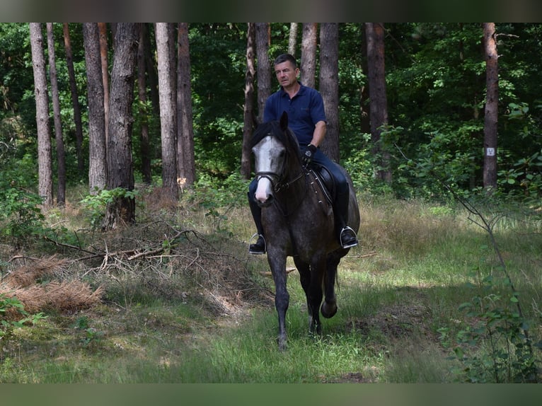 Other Warmbloods Mare 5 years 16 hh Grey-Dapple in Chełmno