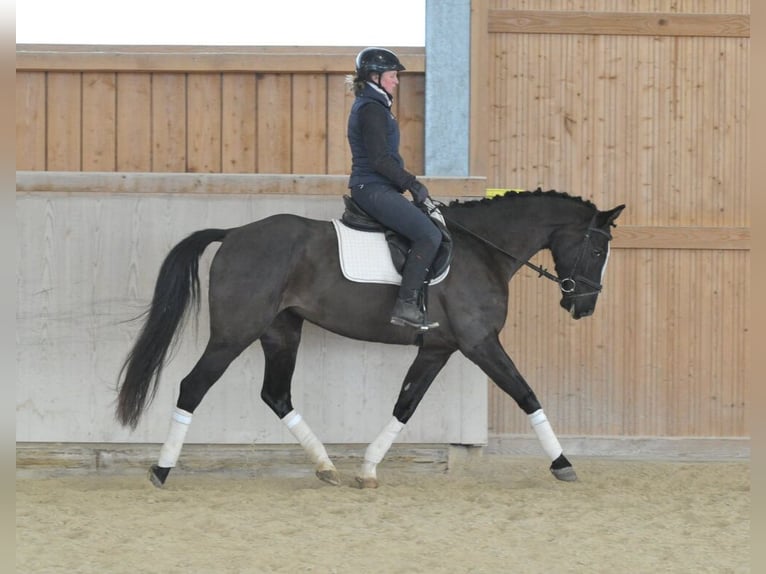 Other Warmbloods Mare 5 years 16,1 hh Black in Wellheim
