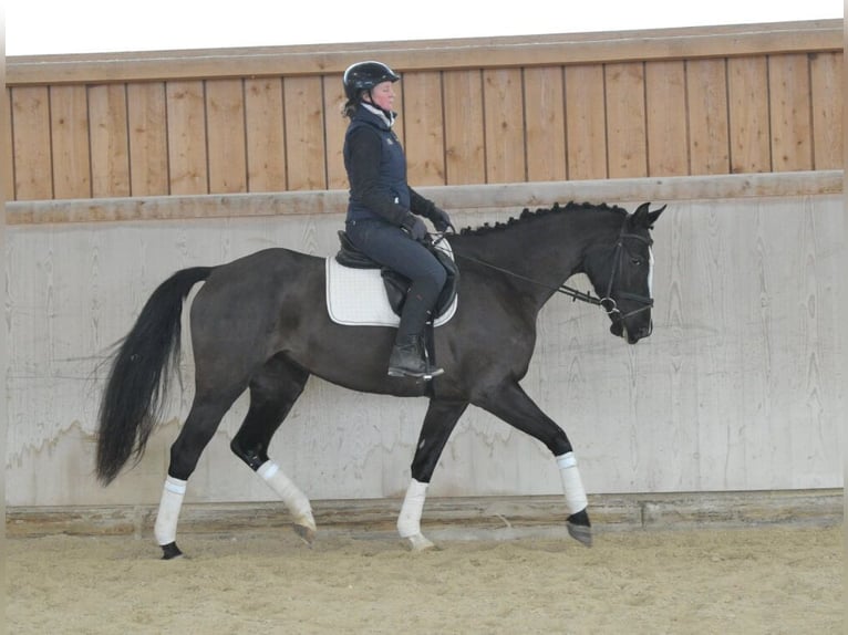 Other Warmbloods Mare 5 years 16,1 hh Black in Wellheim