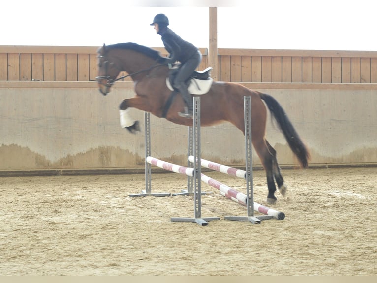 Other Warmbloods Mare 5 years 16,1 hh Brown in Wellheim