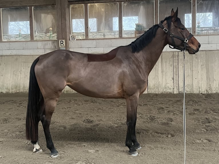 Other Warmbloods Mare 5 years 16,1 hh Brown in Neuried
