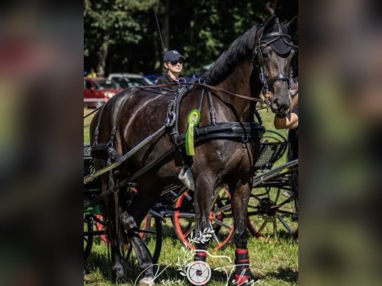 Other Warmbloods Mare 5 years 16,1 hh Smoky-Black in Rawicz