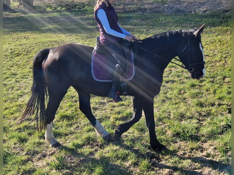 Other Warmbloods Mare 5 years 16,2 hh Black in Lutherstadt Wittenberg