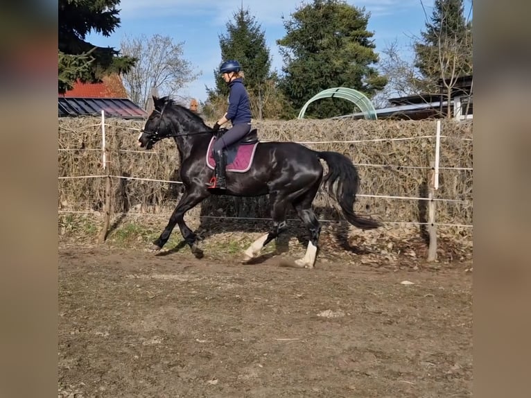 Other Warmbloods Mare 5 years 16,2 hh Black in Lutherstadt Wittenberg