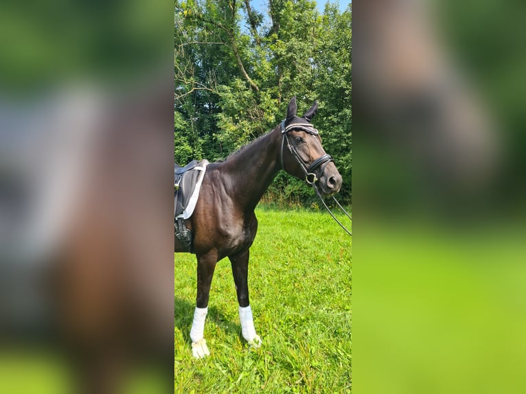 Other Warmbloods Mare 5 years 16,2 hh Black in Moosach