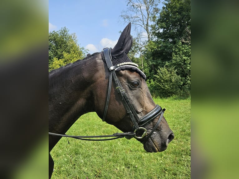 Other Warmbloods Mare 5 years 16,2 hh Black in Moosach