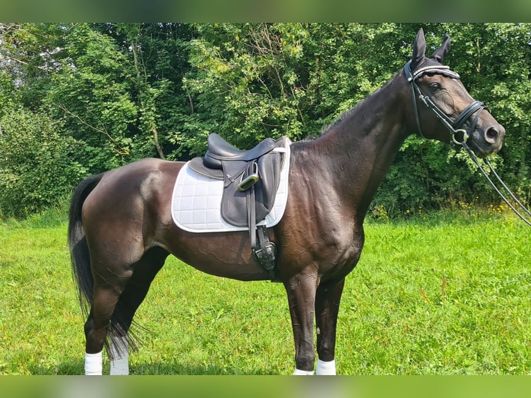 Other Warmbloods Mare 5 years 16,2 hh Black in Moosach
