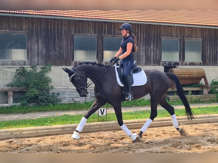 Other Warmbloods Mare 5 years 16,2 hh Black in Moosach