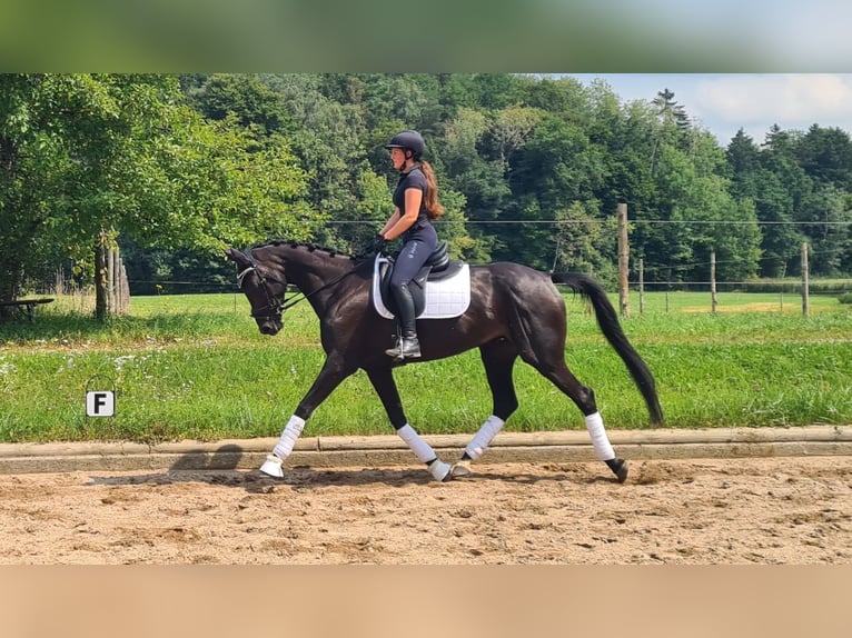 Other Warmbloods Mare 5 years 16,2 hh Black in Moosach