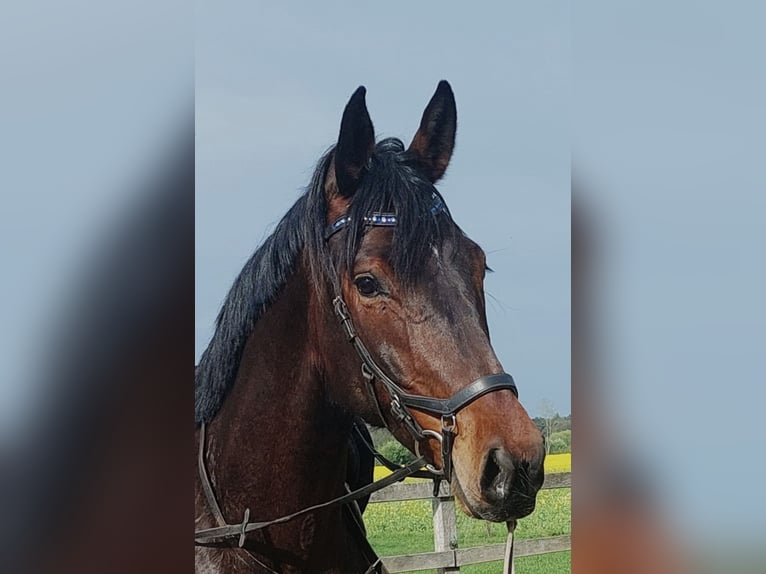 Other Warmbloods Mare 5 years 17 hh Brown in VredenVreden Other Warmbloods Mare 5 years 17 hh Brown in VredenVreden